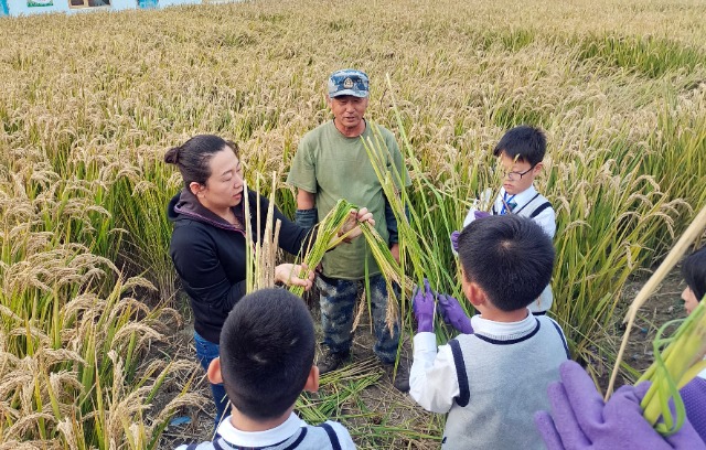 秋收時節，學生在老師指導下將水稻打捆   攝影  高望.jpg